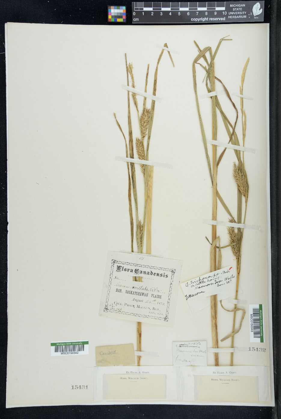 Carex setigera image