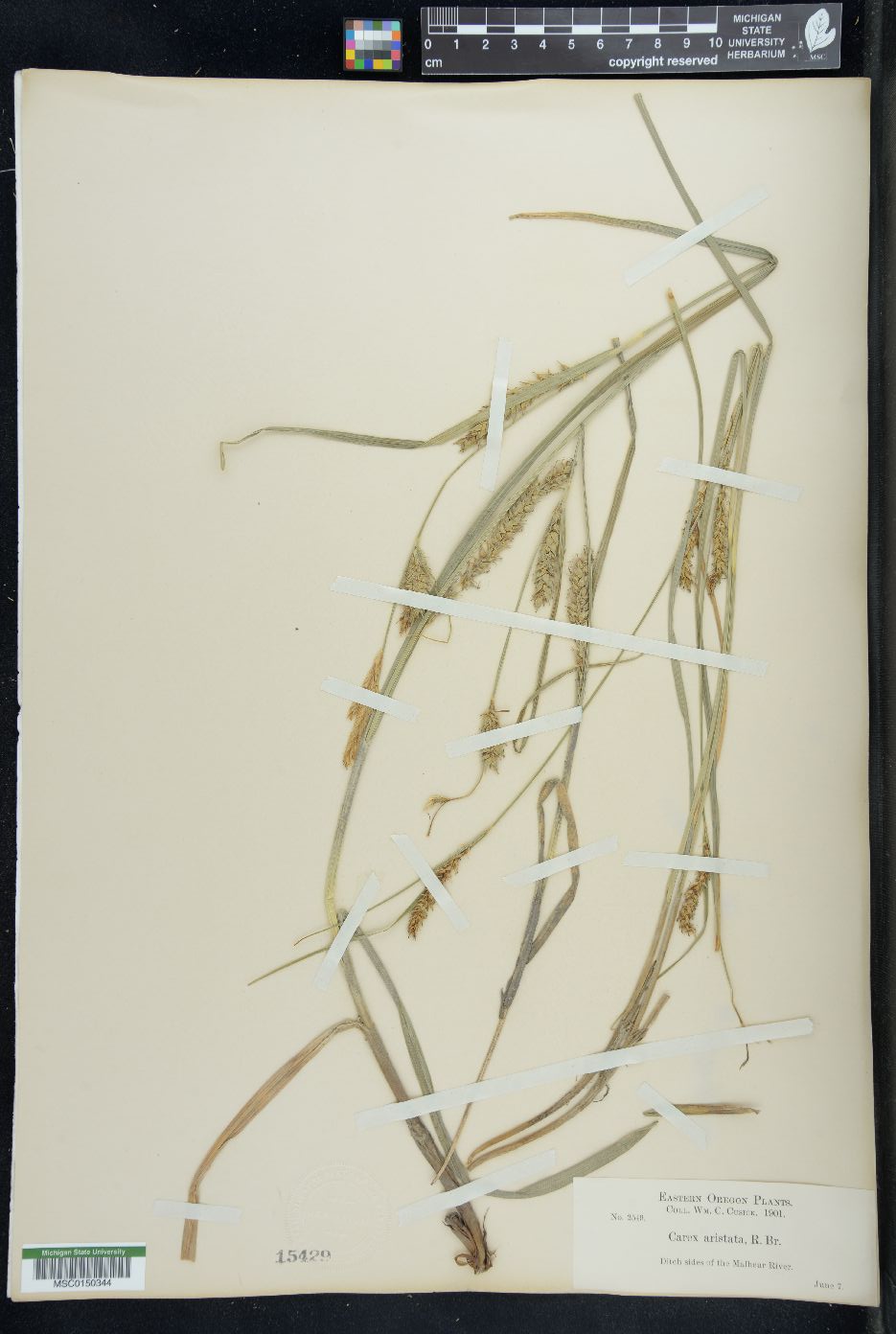 Carex setigera image
