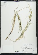 Carex atherodes image