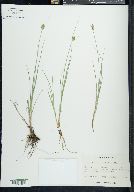 Carex athrostachya image