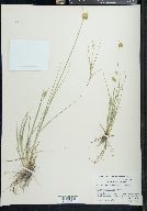 Carex athrostachya image