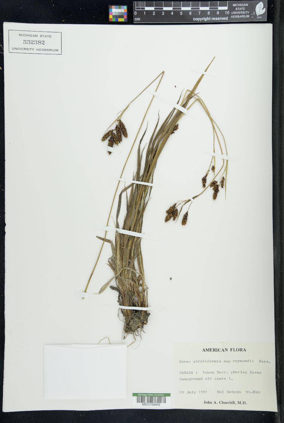 Carex atratiformis image