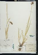 Carex atrata image