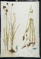 Carex atrata image
