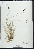 Carex atrofusca image