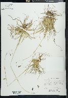 Carex atrofusca image