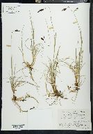 Carex atrofusca image