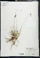 Carex atrofusca image