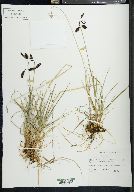 Carex atrofusca image