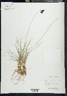 Carex atrofusca image