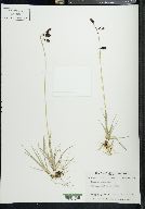 Carex atrofusca image