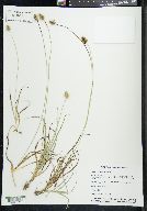 Carex austrina image