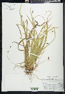 Carex austrocaroliniana image