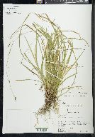 Carex austrocaroliniana image