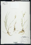 Carex aurea image