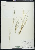 Carex aurea image