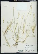 Carex aurea image