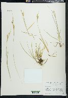 Carex aurea image