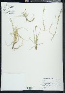 Carex aurea image