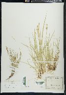 Carex aurea image