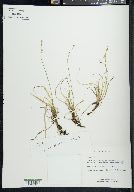 Carex aurea image