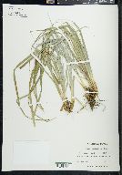 Carex baltzellii image