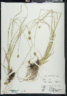 Carex bebbii image