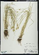 Carex bebbii image