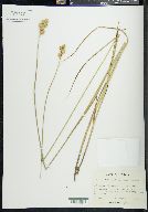 Carex bicknellii image