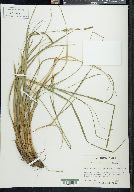 Carex biltmoreana image