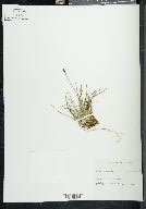 Carex bigelowii image
