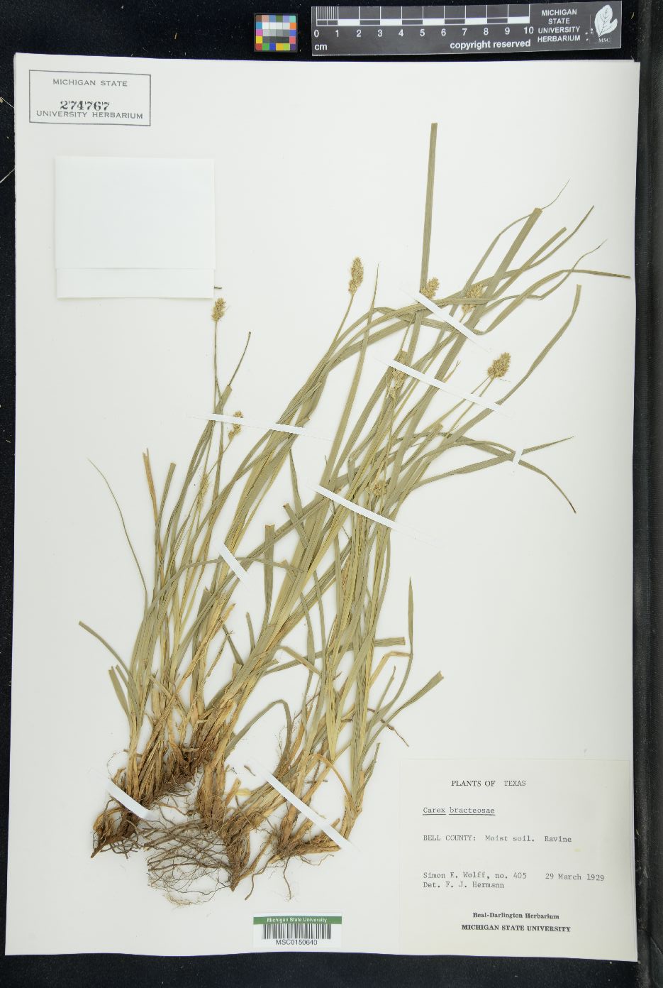 Carex bracteosa image