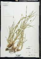 Image of Carex bracteosa
