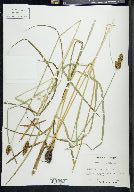 Carex breviligulata image