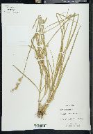 Carex brittoniana image