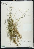 Carex brunnescens var. sphaerostachya image