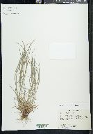 Carex bulbostylis image