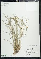 Carex bulbostylis image