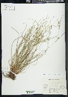 Carex bulbostylis image