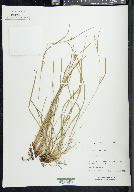 Carex bulbostylis image