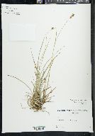 Carex bushii image