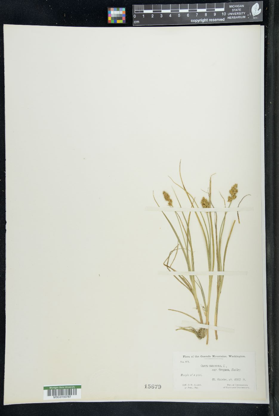 Carex canescens var. oregana image