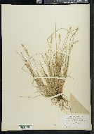 Carex brunnescens subsp. sphaerostachya image