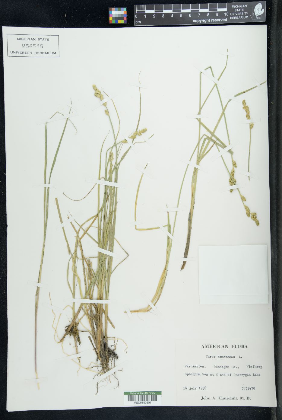 Carex canariensis image