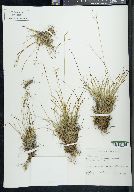 Carex capillaris image