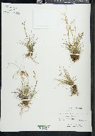 Carex capillaris image