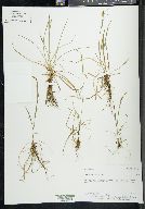 Carex capillaris image