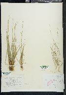 Carex capillaris image