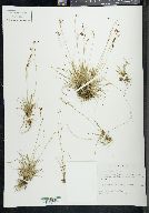 Carex capillaris image