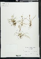 Carex capillaris image